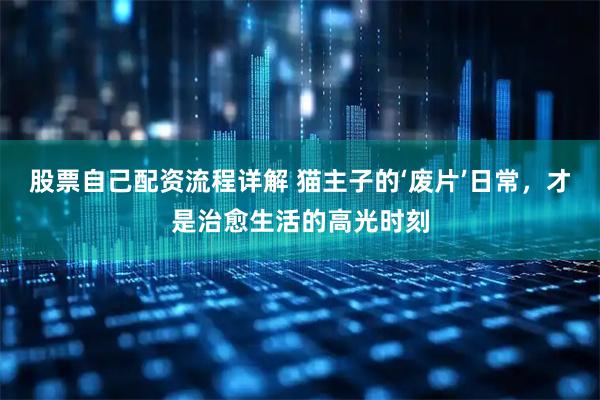 股票自己配资流程详解 猫主子的‘废片’日常，才是治愈生活的高光时刻